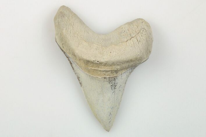 Cretaceous Ginsu Shark (Cretoxyrhina) Tooth - Kansas #203324